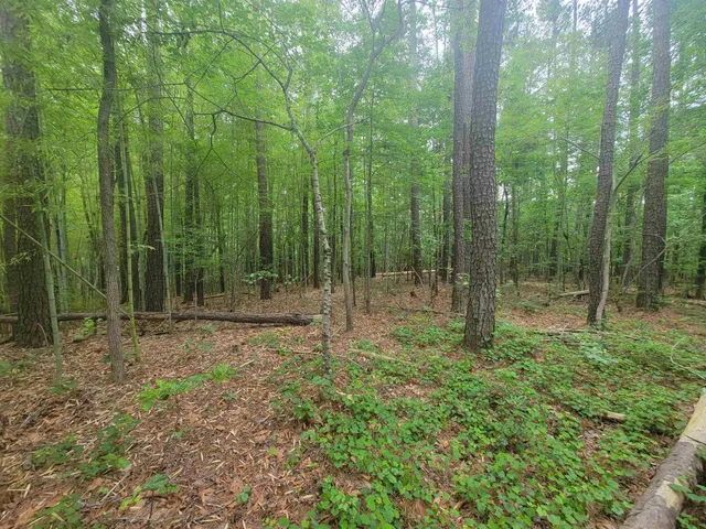 a view of a forest with trees in the background