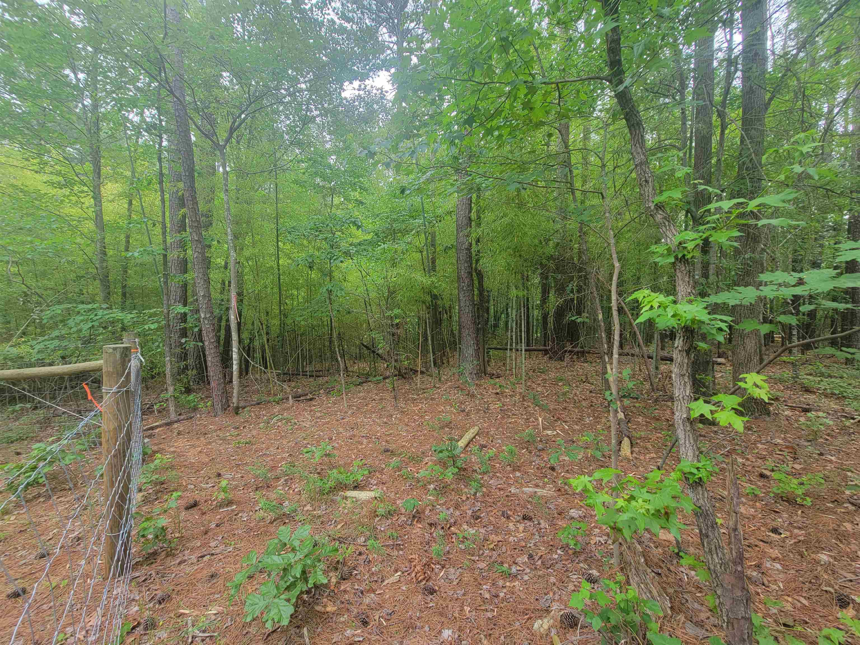 3217 Rowena Avenue Durham, NC 27703 - Photo 8 of 30 a view of a forest with lots of trees
