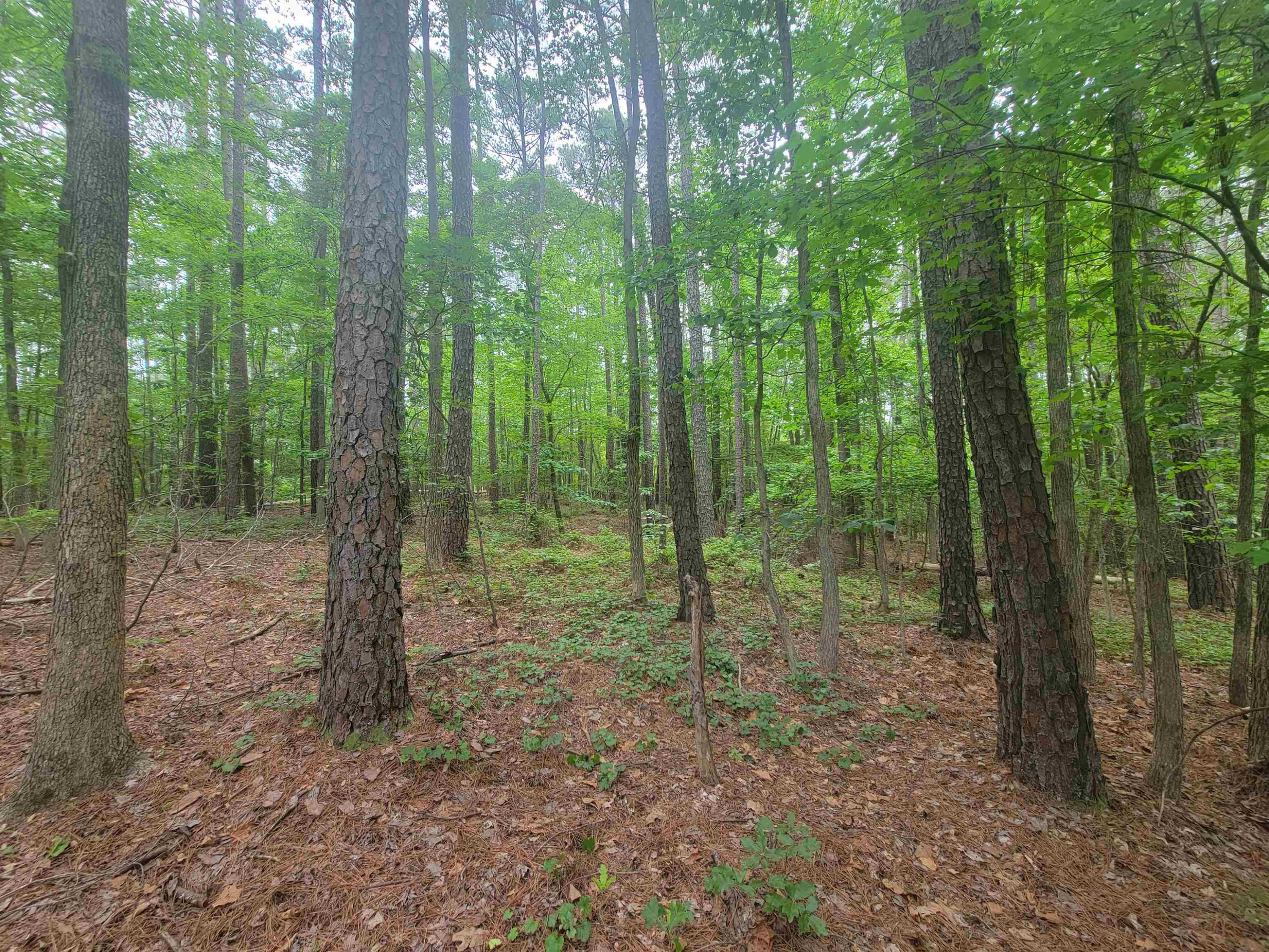 3217 Rowena Avenue Durham, NC 27703 - Photo 9 of 30 a view of a forest that has large trees