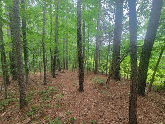 a view of a forest with trees