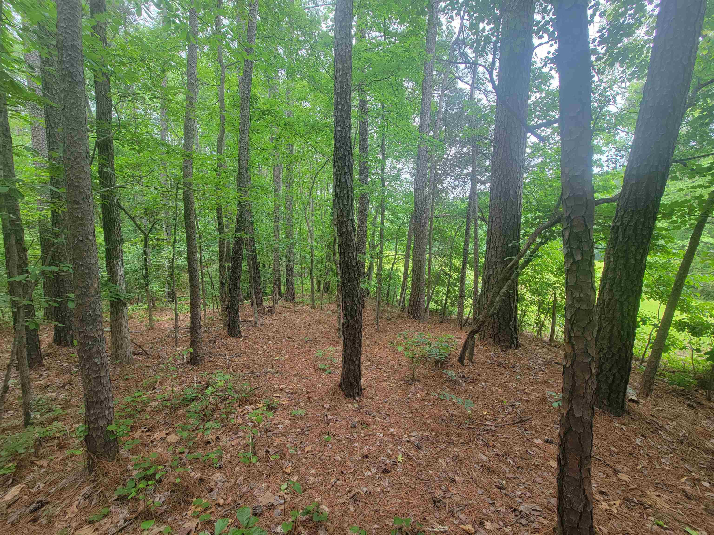 3217 Rowena Avenue Durham, NC 27703 - Photo 10 of 30 a view of a forest with trees