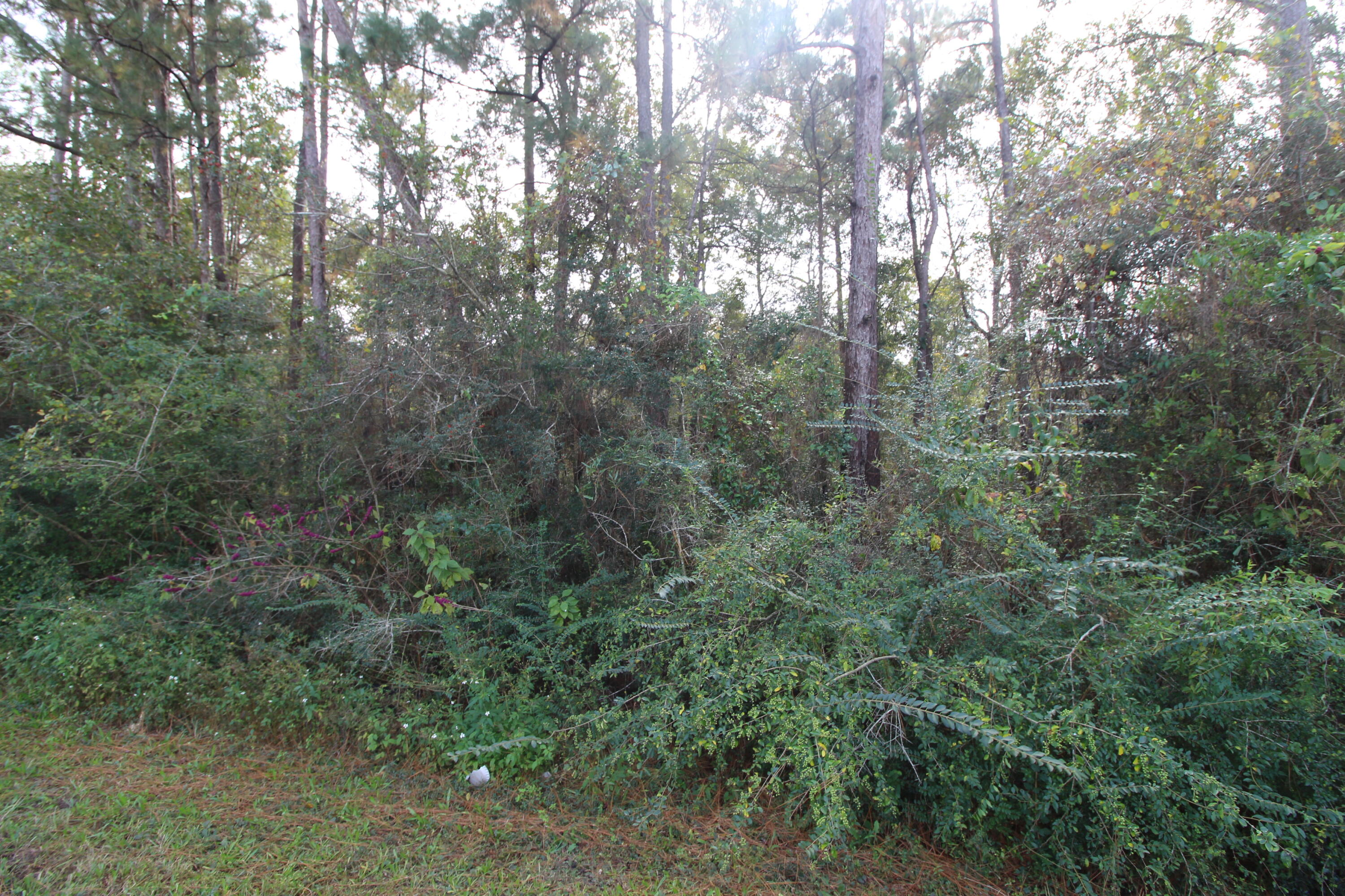 TBD East Highway 90 Crestview, FL 32539 - Photo 3 of 12 a view of a forest with trees in the background