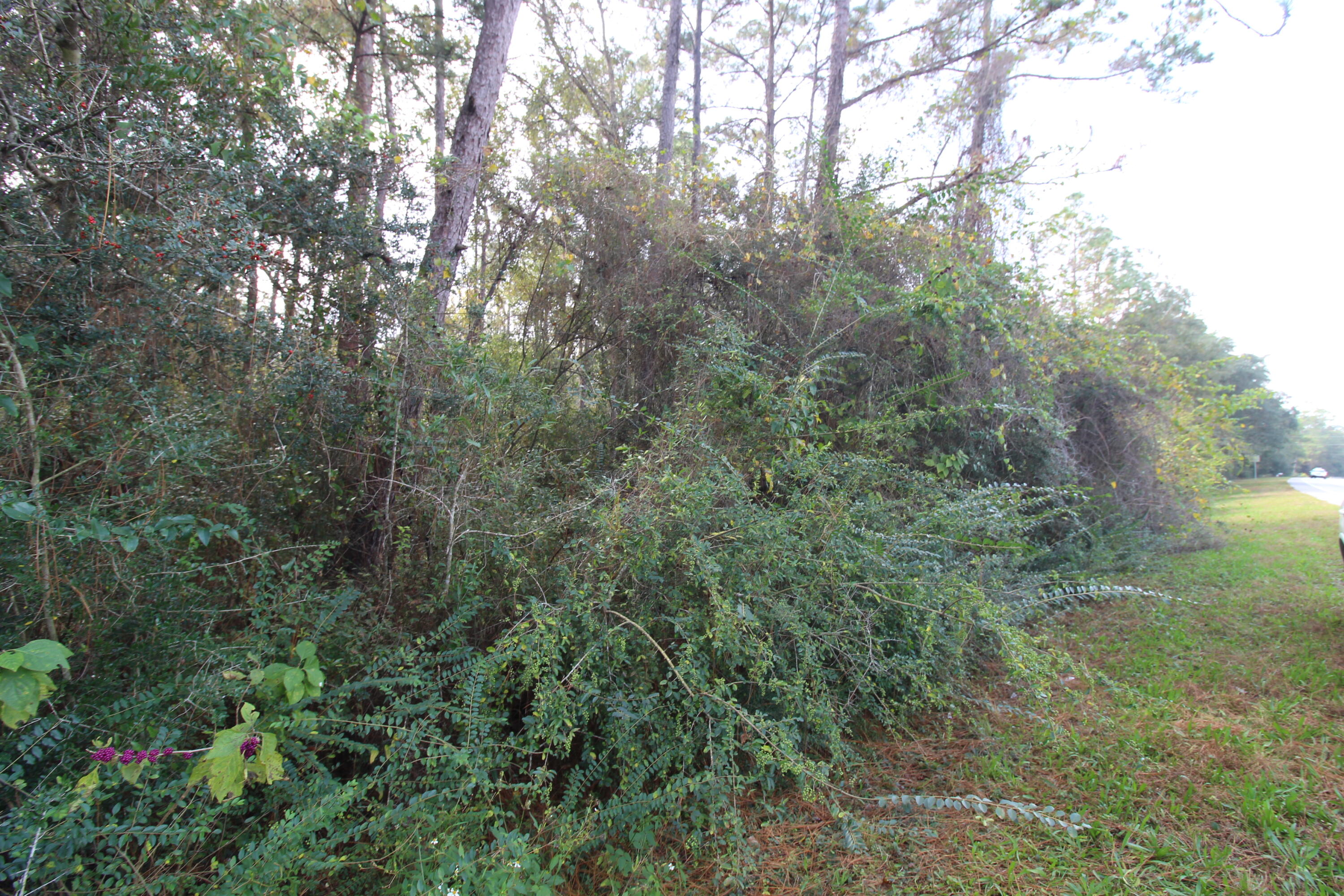 TBD East Highway 90 Crestview, FL 32539 - Photo 5 of 12 a view of a lush green forest
