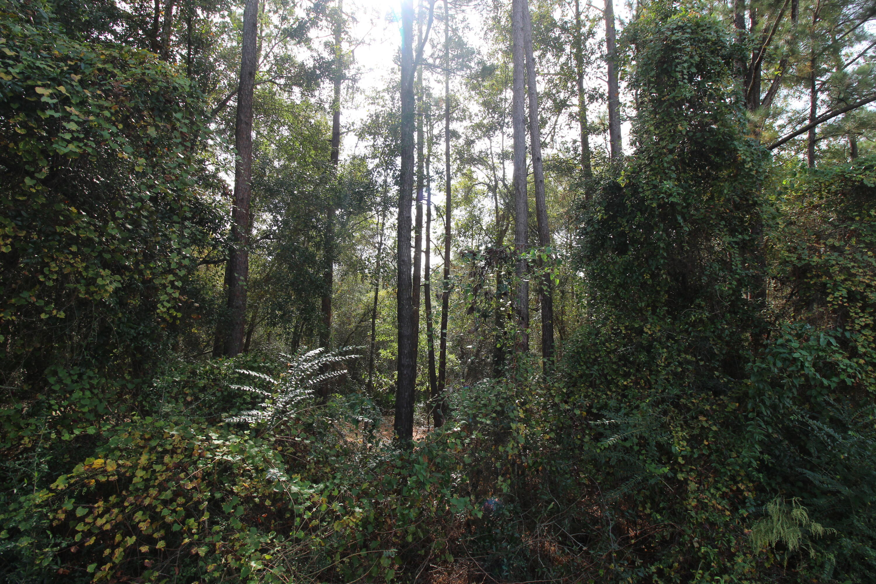 TBD East Highway 90 Crestview, FL 32539 - Photo 9 of 12 a view of forest