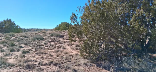a view of a dry yard