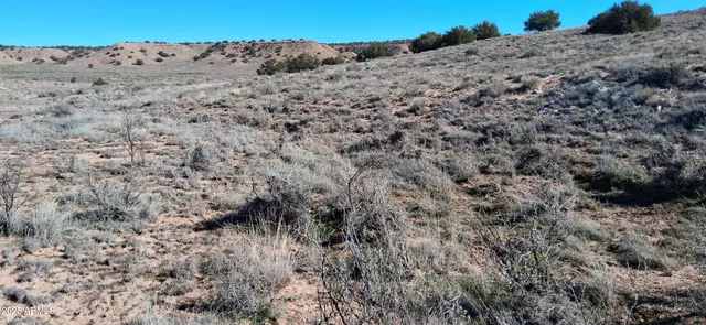 a view of a dry field with trees in the background