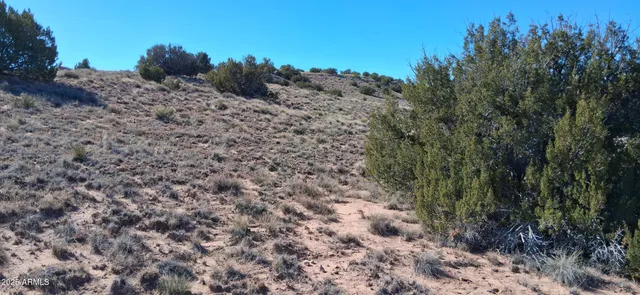 a view of a dry forest with trees in the background