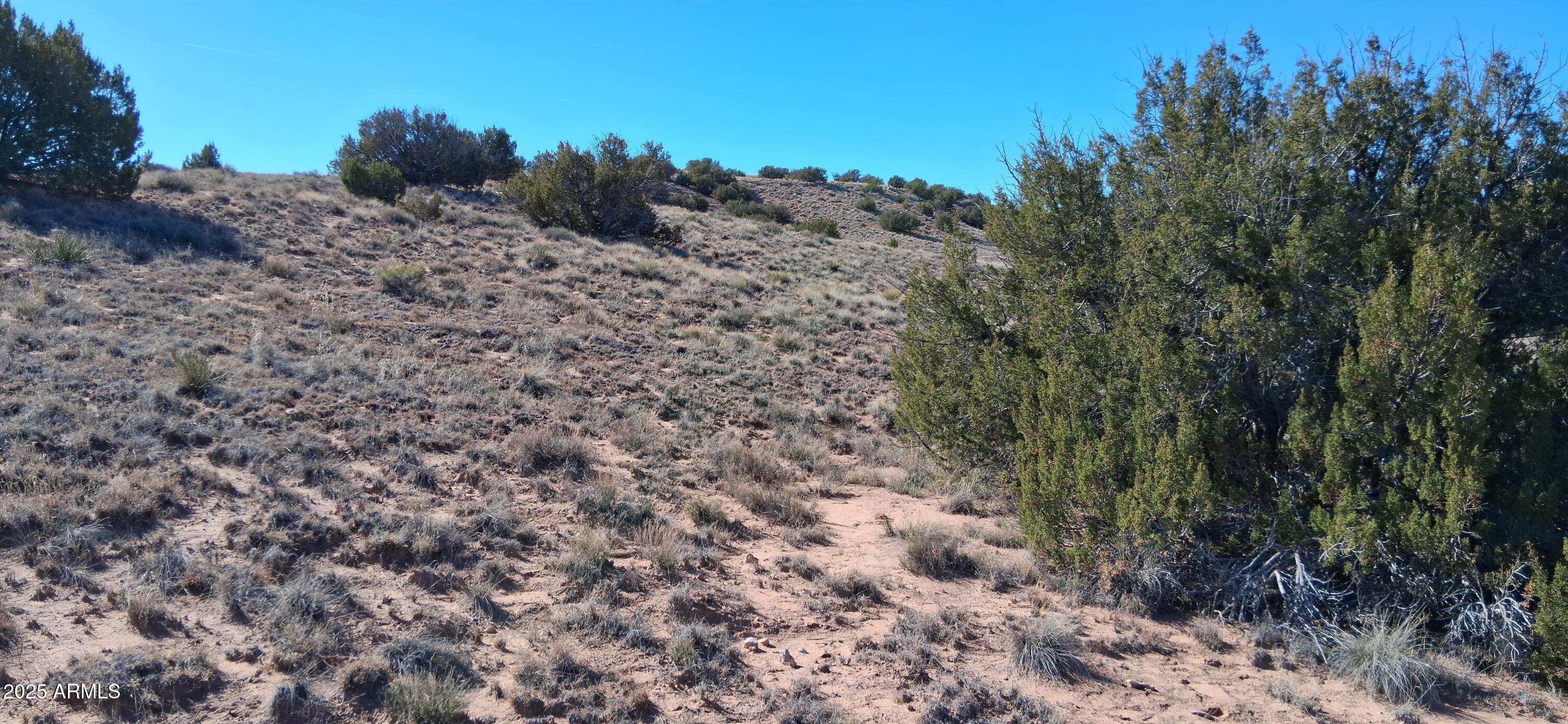 3.02-acres 3.02-acres Unnamed Road, Unit 457 Chambers, AZ 86502 - Photo 20 of 20 a view of a dry forest with trees in the background