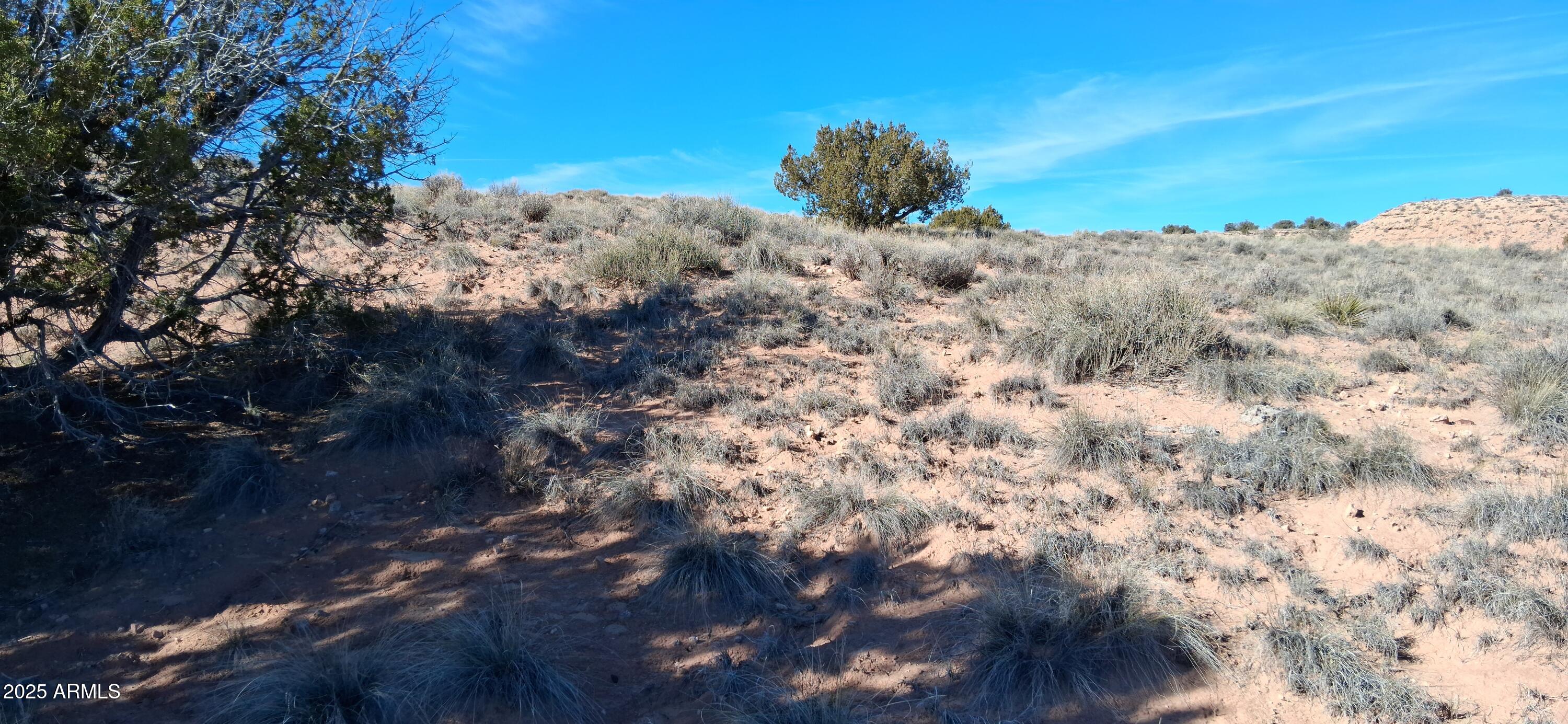 3.02-acres 3.02-acres Unnamed Road, Unit 457 Chambers, AZ 86502 - Photo 9 of 20 a view of a dry tree with a yard