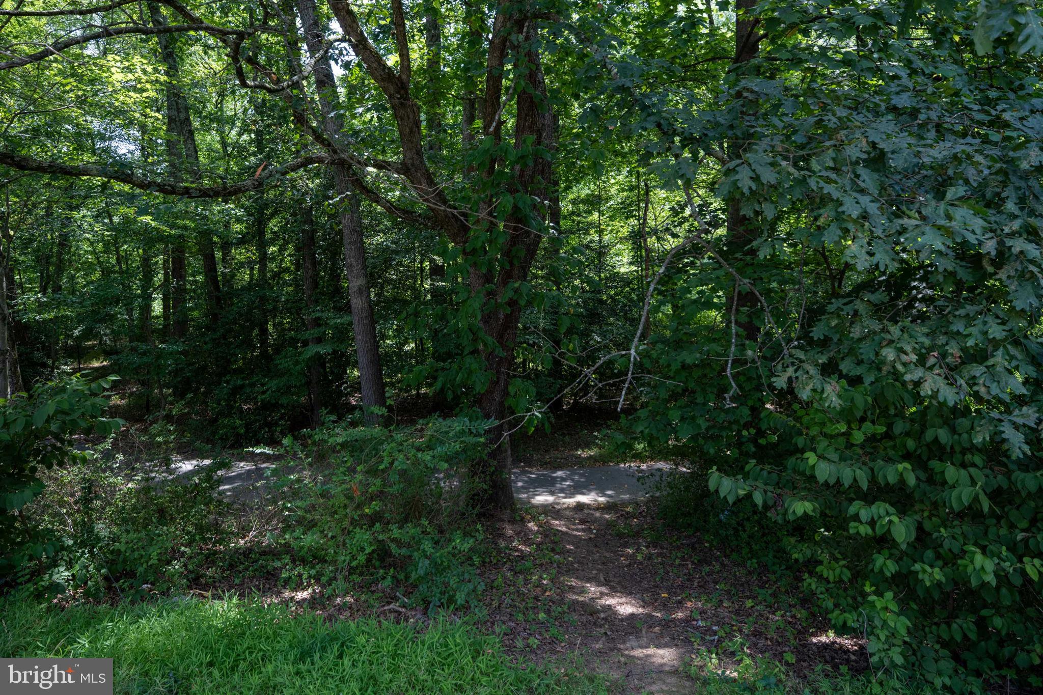 11659 Stoneview Square, Unit 11C Reston, VA 20191 - Photo 44 of 50 a view of a forest with trees in the background