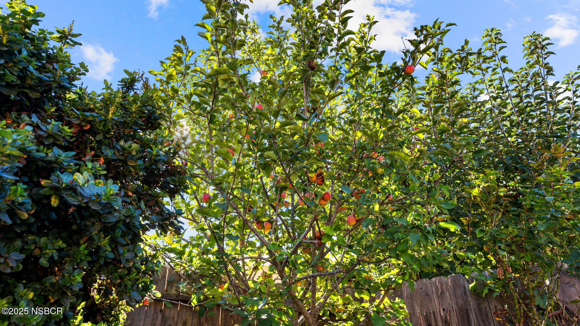 738 Hill Street Los Alamos, CA 93440 - Photo 24 of 27 a view of a tree with a plant