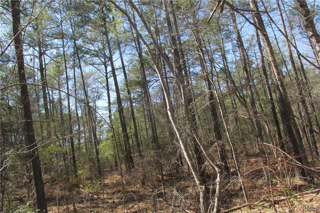 16615 Templeton Road Disputanta, VA 23842 - Photo 31 of 47 a view of a forest with lots of trees