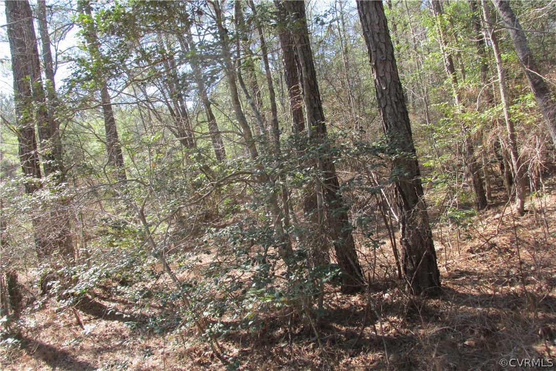 16615 Templeton Road Disputanta, VA 23842 - Photo 33 of 47 a yard with tall trees