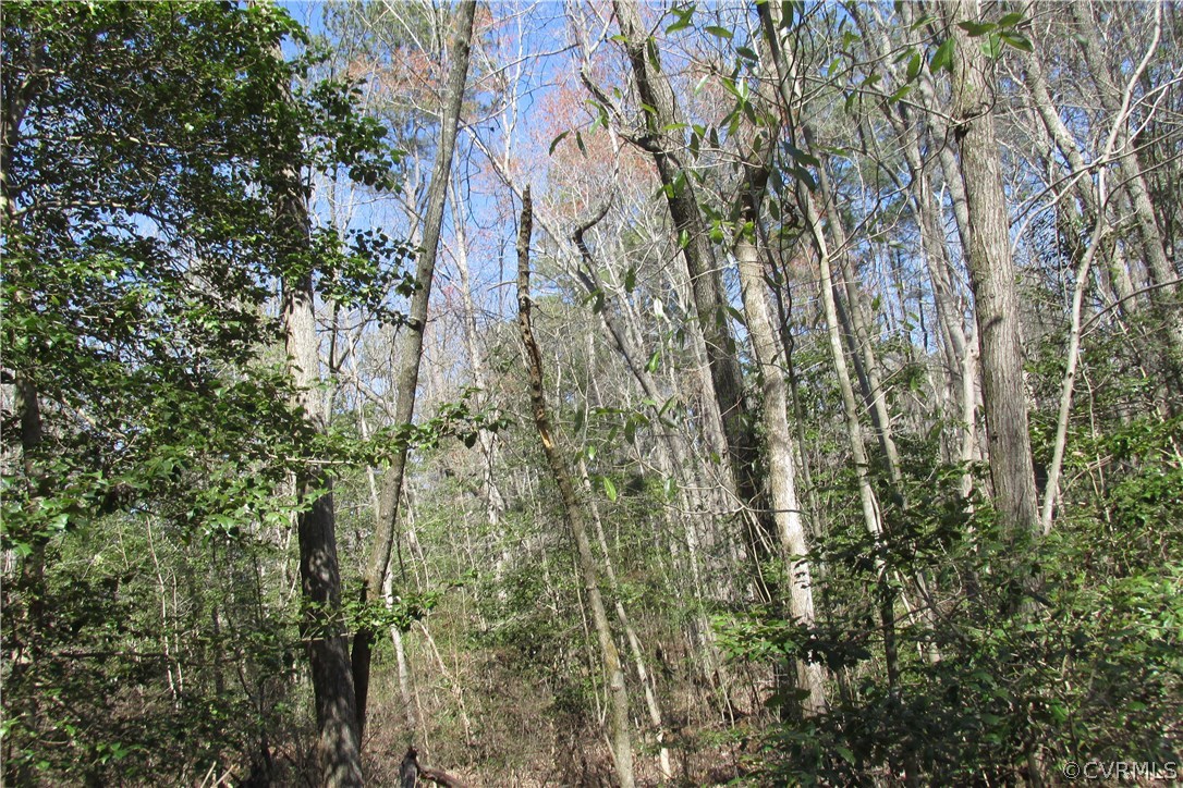 16615 Templeton Road Disputanta, VA 23842 - Photo 44 of 47 a view of a tree in a forest