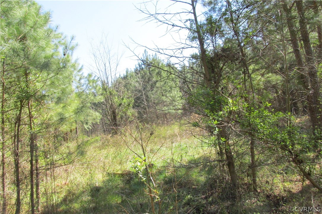 16615 Templeton Road Disputanta, VA 23842 - Photo 5 of 47 a view of forest