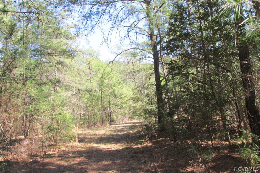 16615 Templeton Road Disputanta, VA 23842 - Photo 8 of 47 a view of a forest with trees
