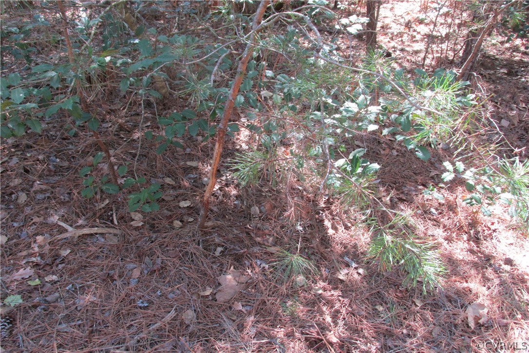 16615 Templeton Road Disputanta, VA 23842 - Photo 9 of 47 a view of a forest that has a tree in the background