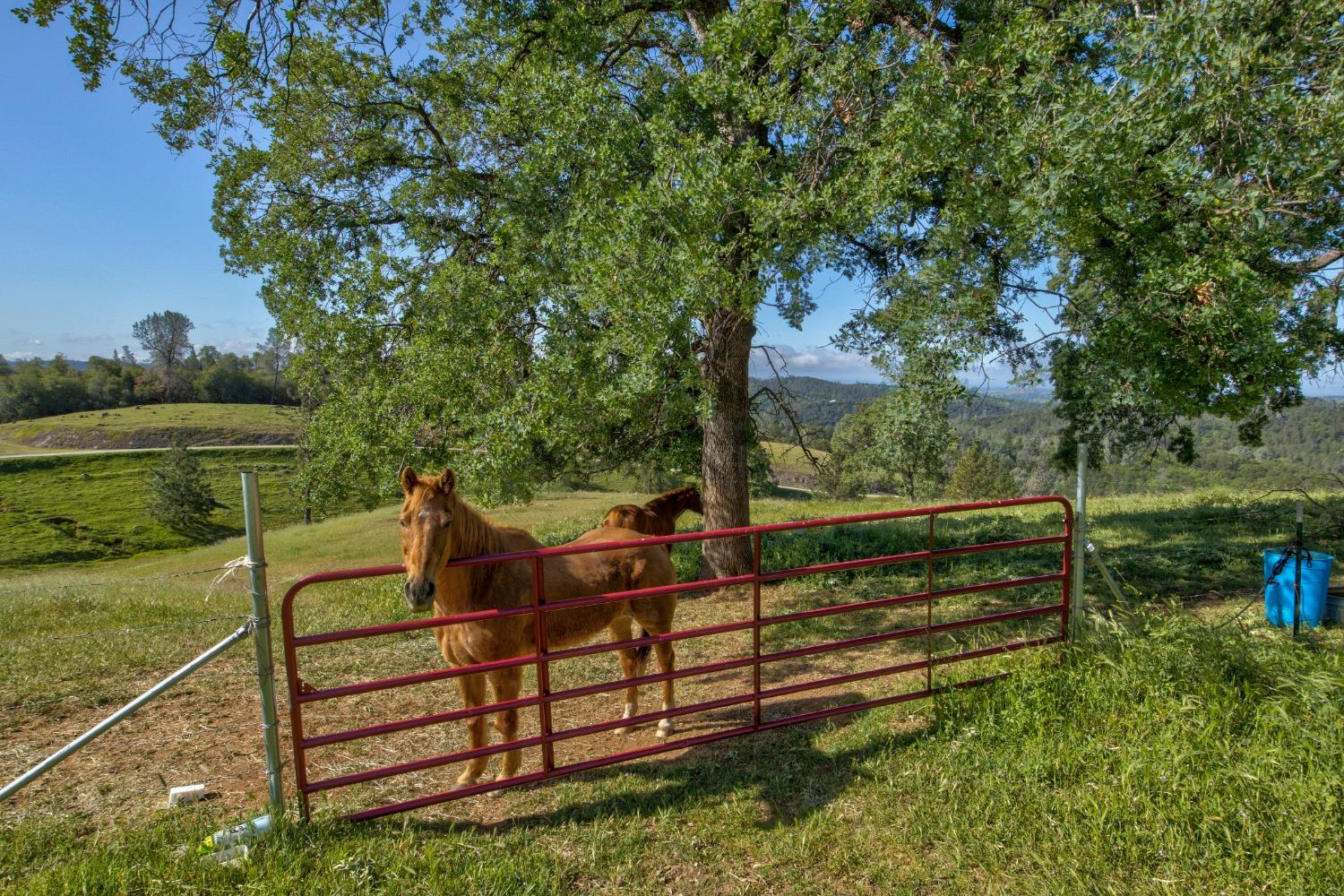 0 Trembath Mtn Road Fiddletown, CA 95629 - Photo 1 of 54