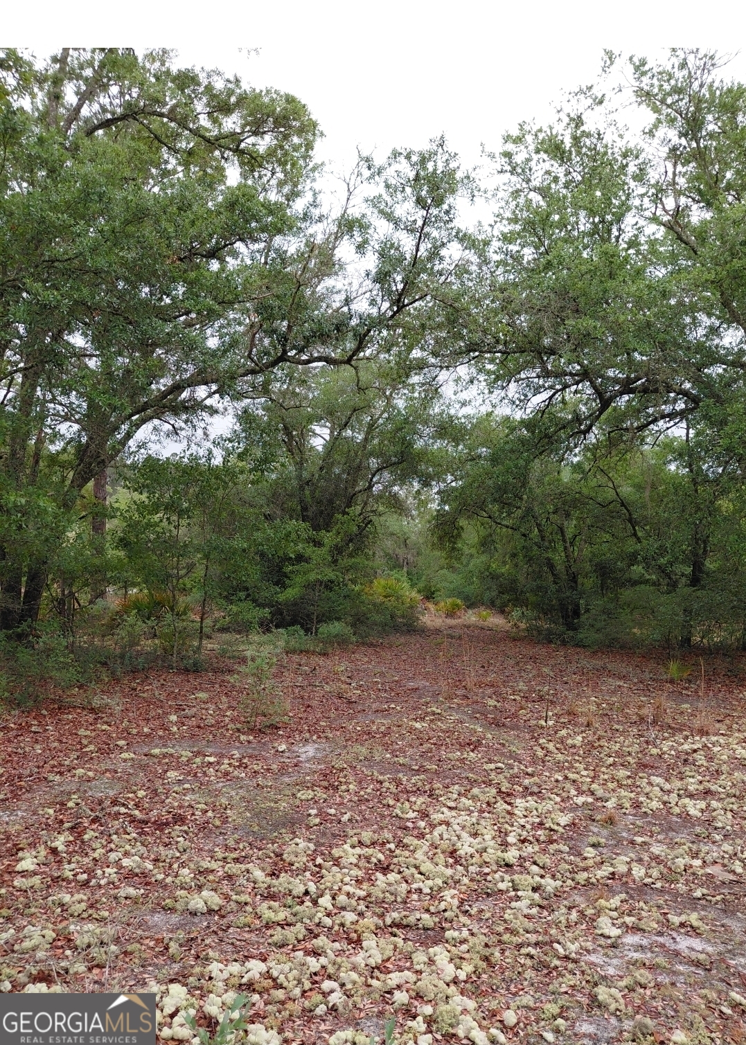 779 Ralph Davis Road, Unit 1 LAND LOT Folkston, GA 31537 - Photo 5 of 28 a view of a field with plants and trees