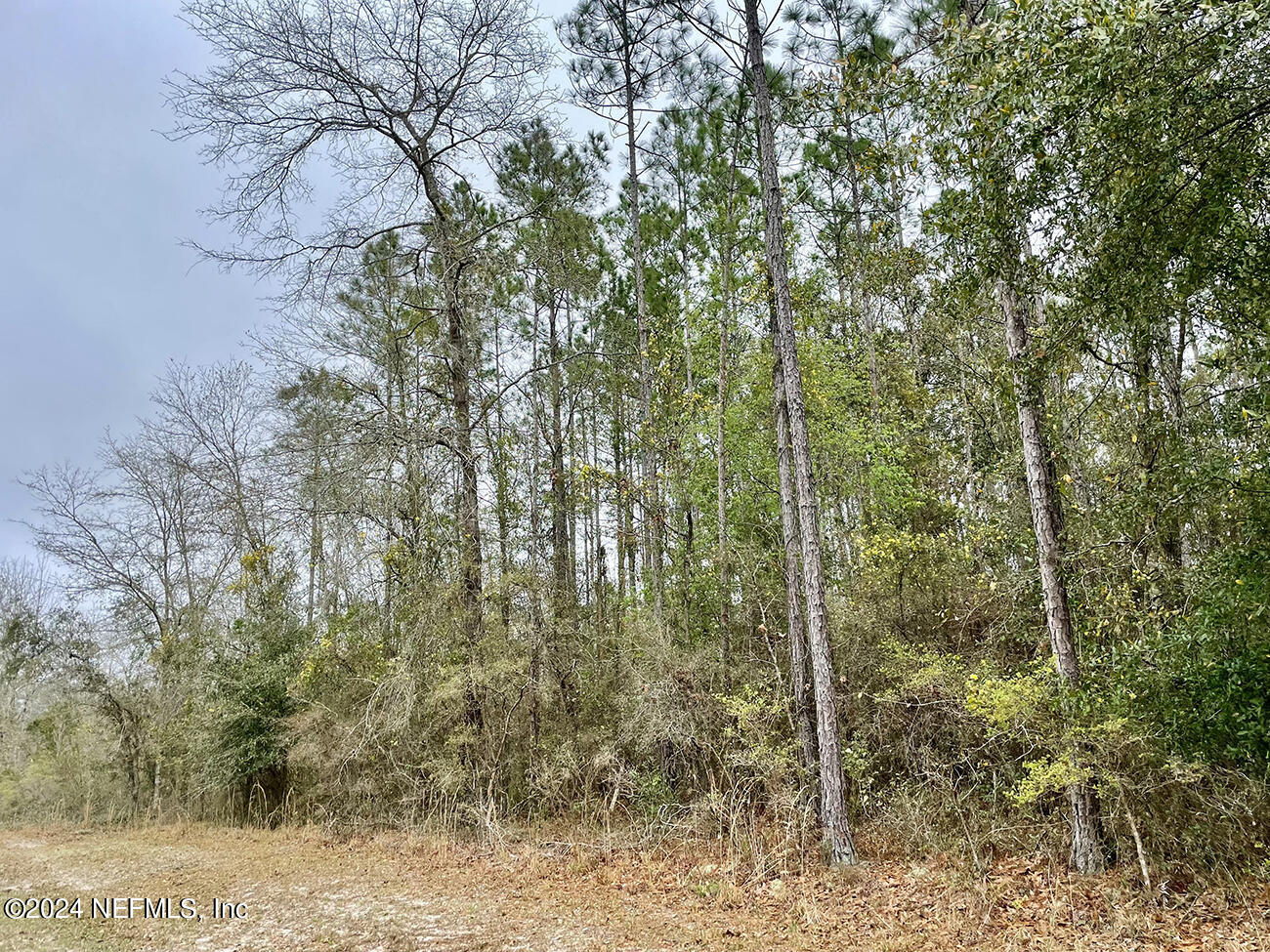 15436 Bullock Bluff Road Bryceville, FL 32009 - Photo 3 of 19 a view of a forest