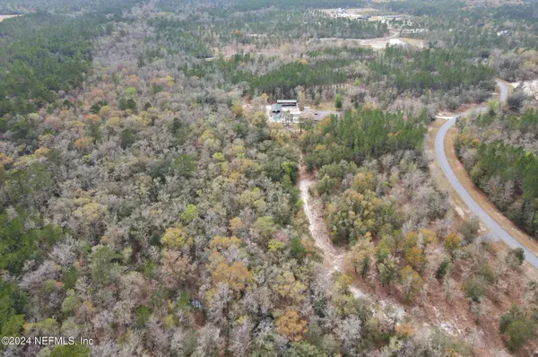 a view of a forest that has a tree