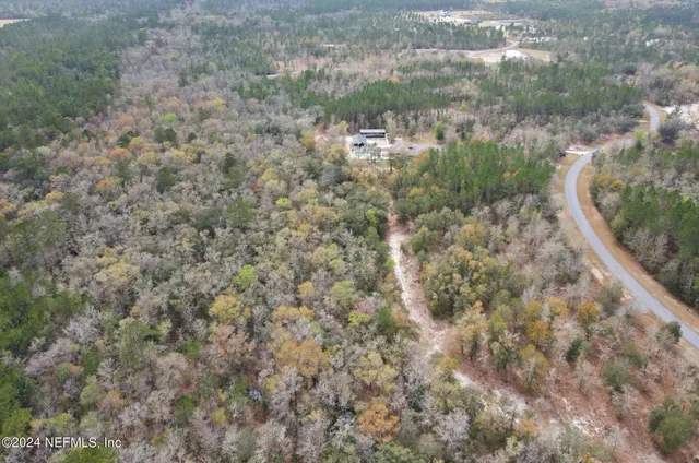 a view of a forest that has a tree