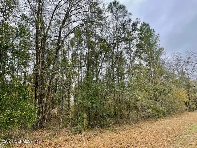 a view of a forest with large trees