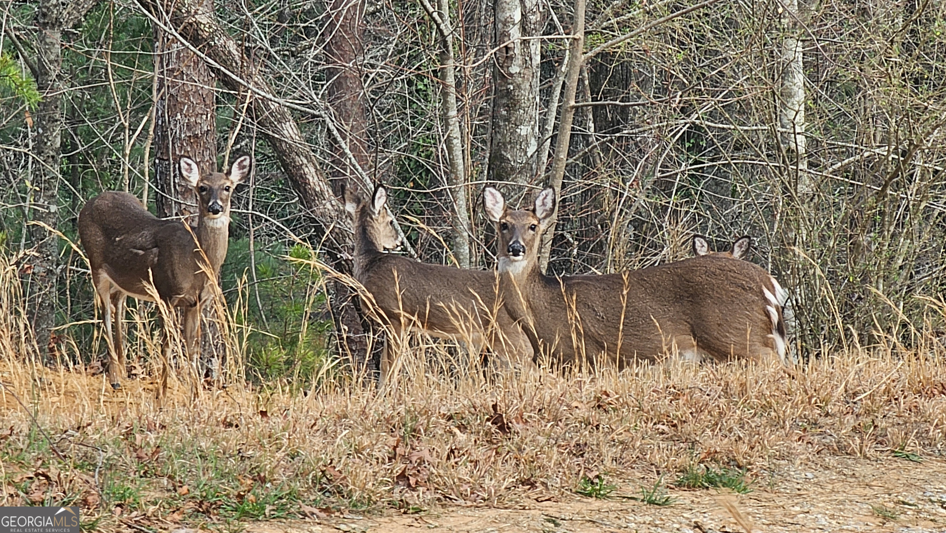 5232 Crow Creek Road Lakemont, GA 30552 - Photo 8 of 90 a close up of a plant in a garden
