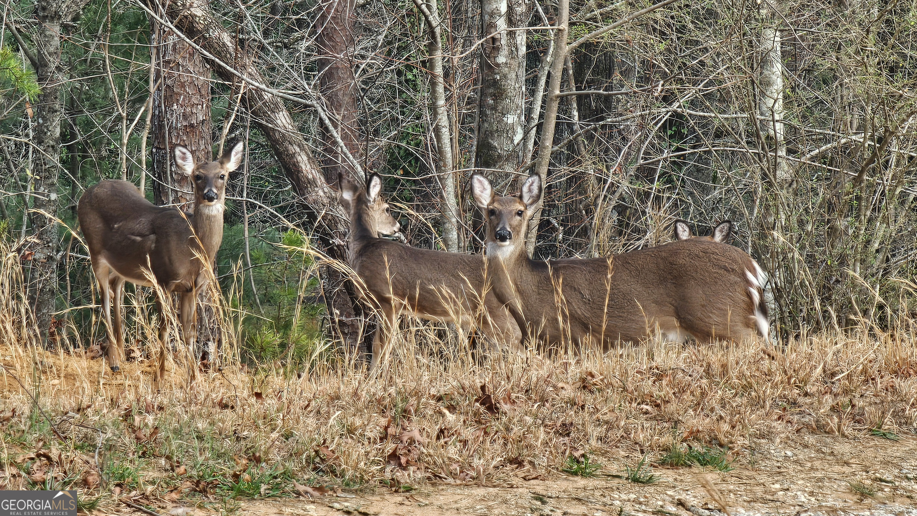 5232 Crow Creek Road Lakemont, GA 30552 - Photo 90 of 90 a view of a yard in a yard