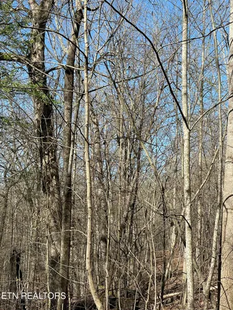 $8,000 | North Center Ridge Place, Baneberry, TN 37890