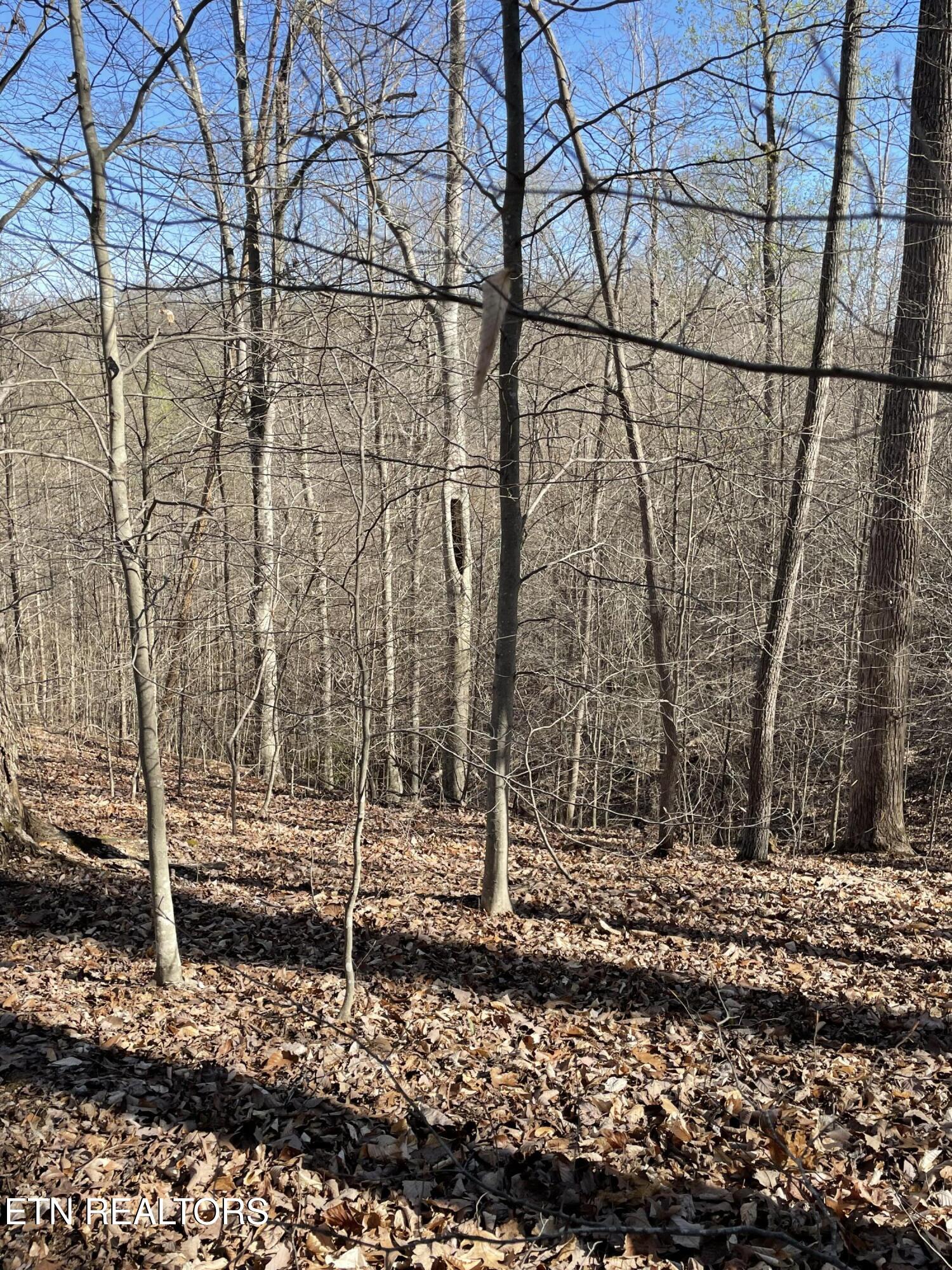 North Center Ridge Place Baneberry, TN 37890 - Photo 2 of 5 land4