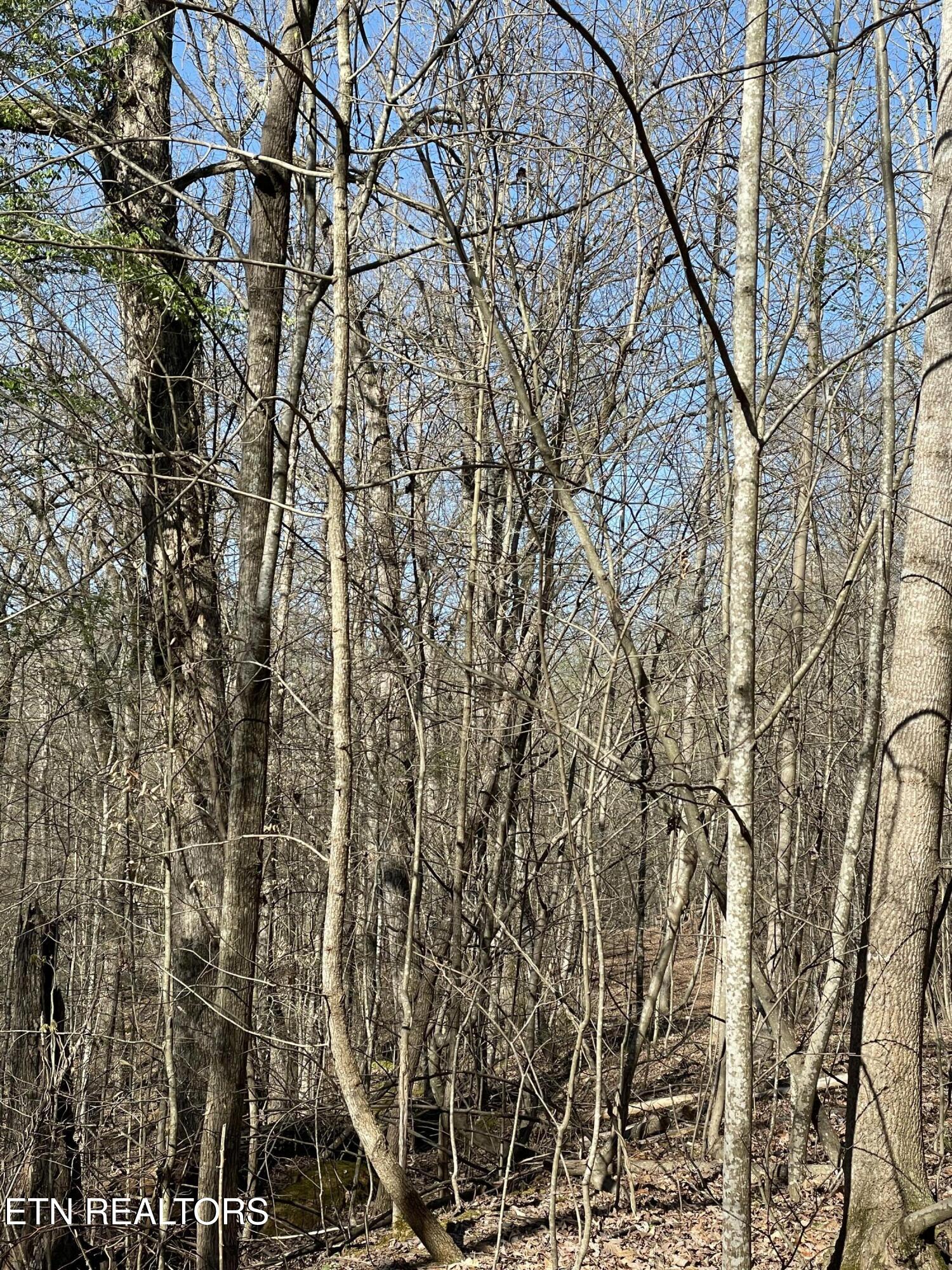 North Center Ridge Place Baneberry, TN 37890 - Photo 3 of 5 land3