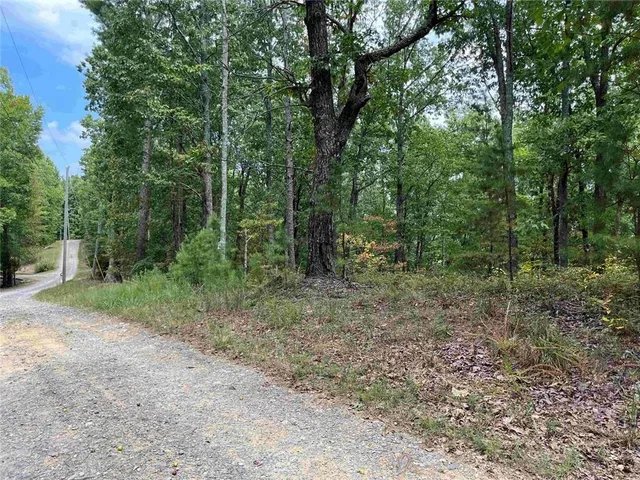 a view of a forest with trees in the background