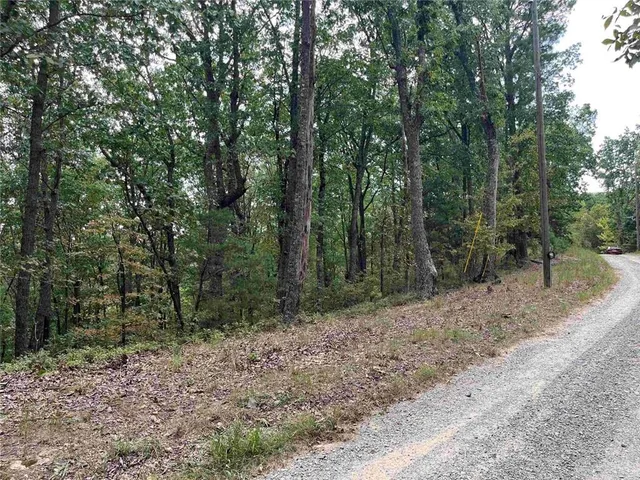 a view of a forest filled with trees