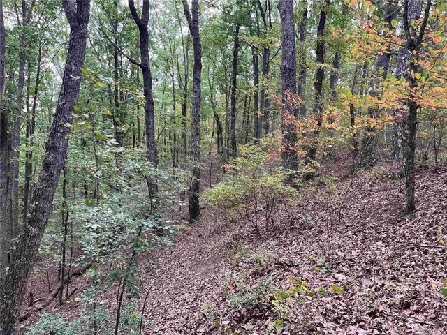 a view of a forest with trees