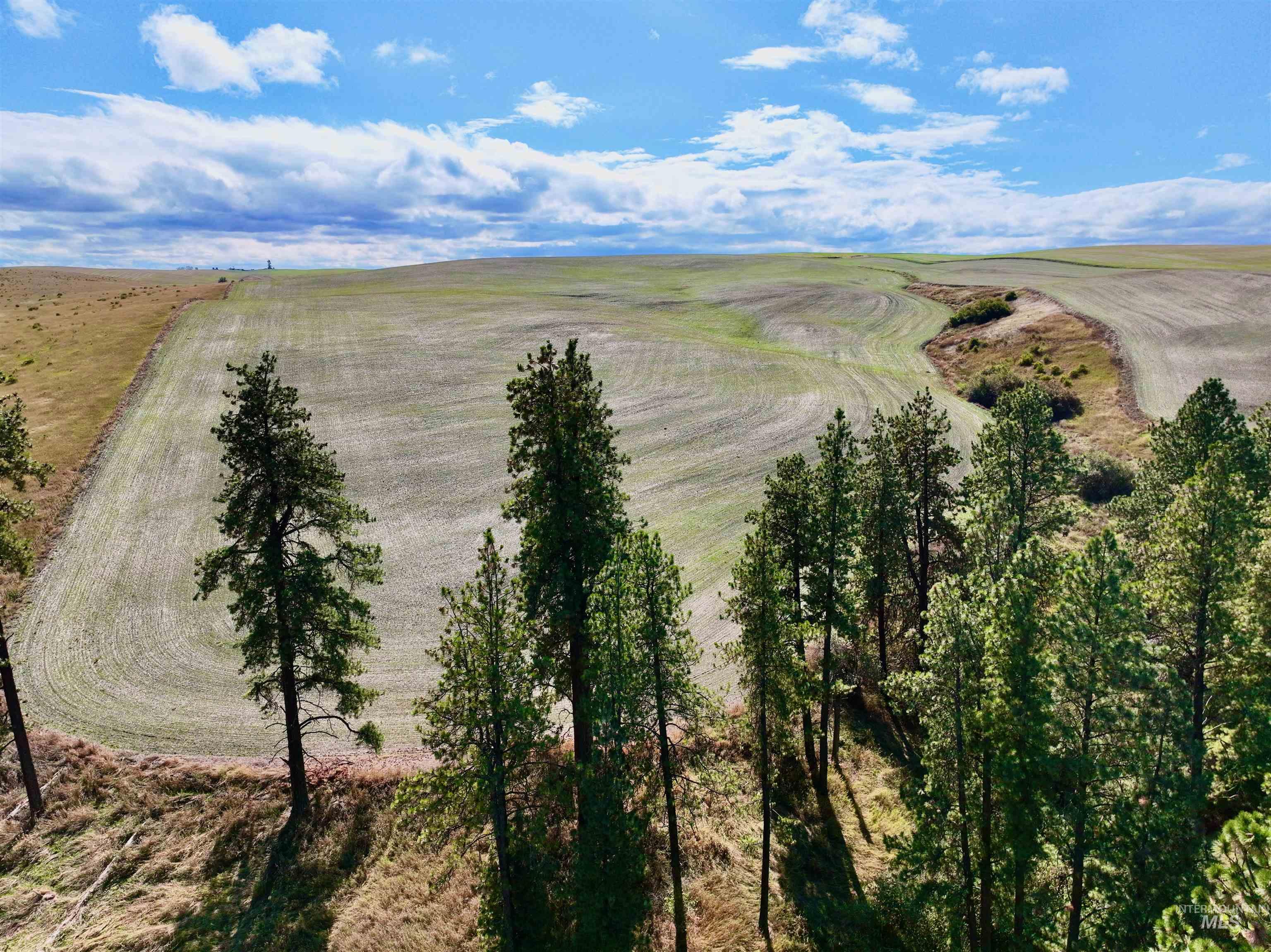 Tbd Tbd Central Ridge Road Craigmont, ID 83523 - Photo 10 of 35
