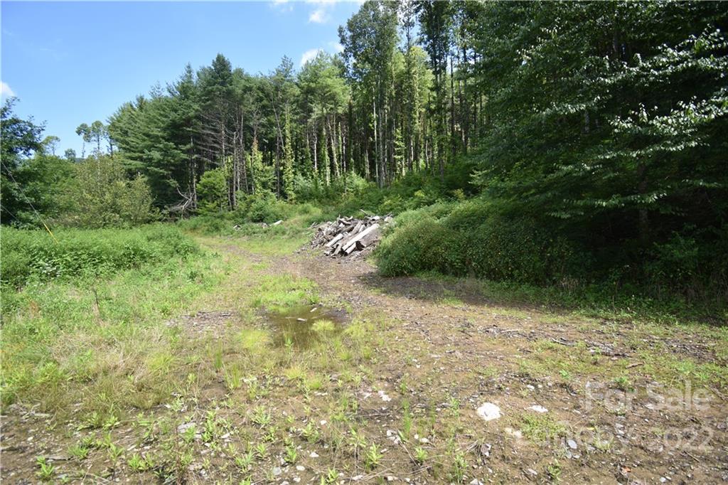 Land Off Turkey Creek Road Clyde, NC 28721 - Photo 2 of 28 a view of a yard with plants and large trees