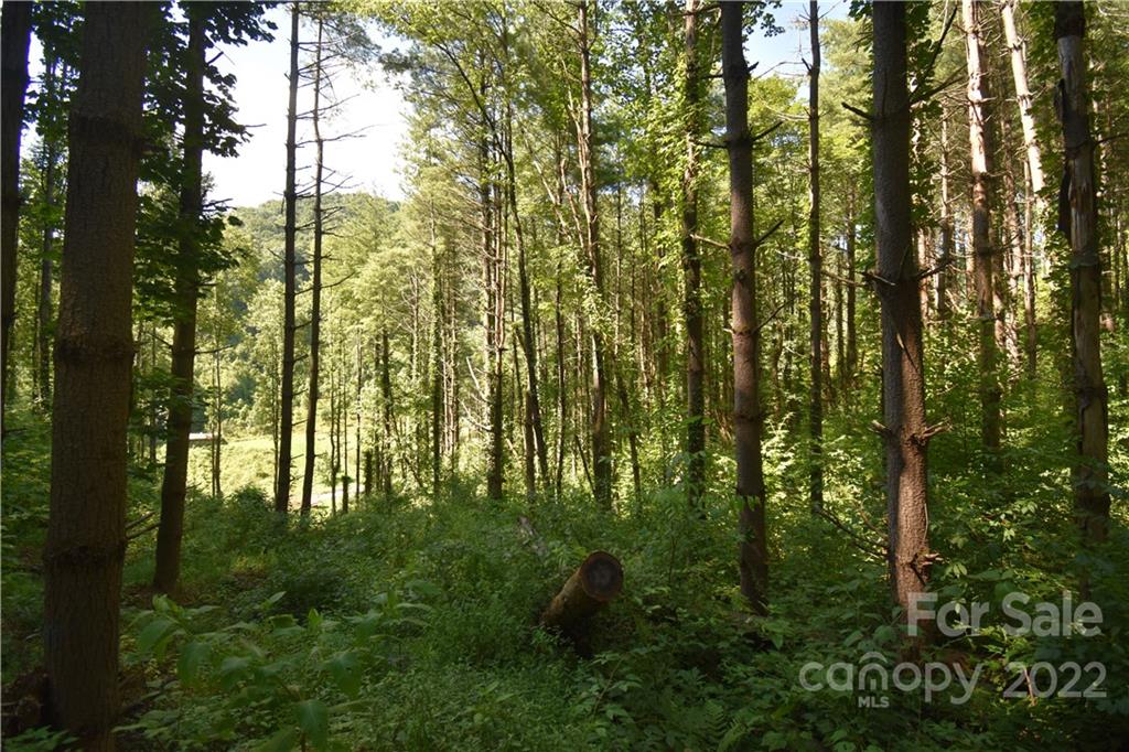 Land Off Turkey Creek Road Clyde, NC 28721 - Photo 28 of 28 a view of outdoor space and trees