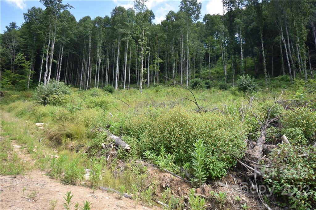 Land Off Turkey Creek Road Clyde, NC 28721 - Photo 7 of 28 a view of backyard with green space