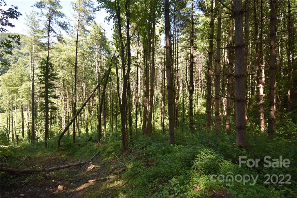Land Off Turkey Creek Road Clyde, NC 28721 - Photo 10 of 28 a view of forest