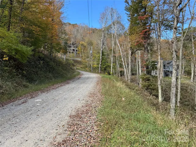 a view of a forest with a tree