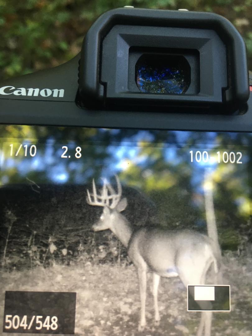 264 Richie Road Carlisle, KY 40311 - Photo 58 of 73 deer1