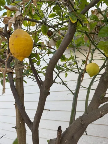 $4,500 | 7340 Carter Avenue, Newark, CA 94560