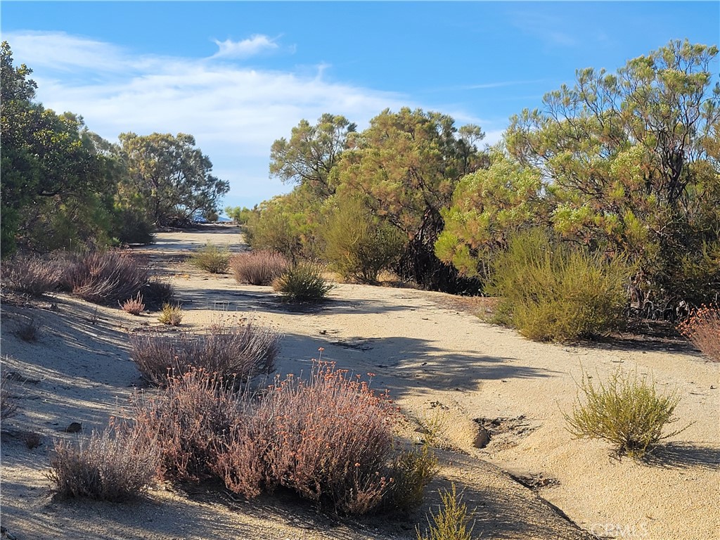 0 Tule Peak Road Aguanga, CA 92536 - Photo 14 of 18 a view of a yard with trees