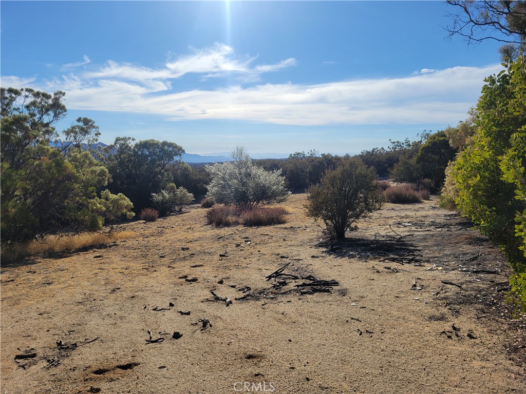 0 Tule Peak Road Aguanga, CA 92536 - Photo 16 of 18 a view of a dry yard with trees