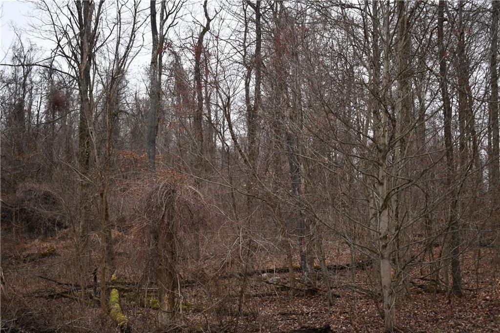74 Tr784 Burgettstown, PA 15021 - Photo 12 of 22 a view of forest