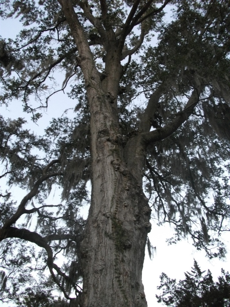 1667 Charon Road Jacksonville, FL 32205 - Photo 8 of 30 OAK TREE