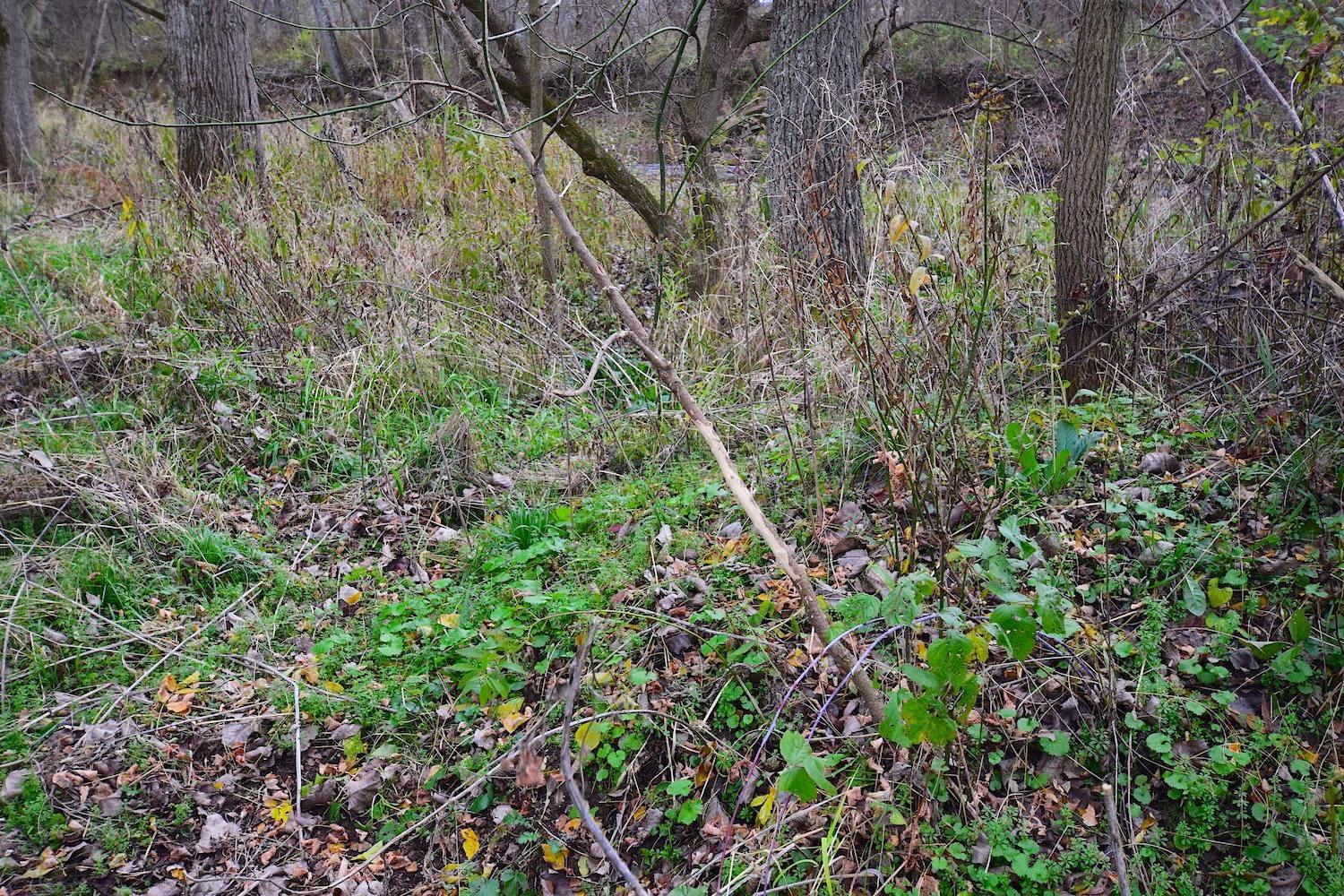 0 State Rte 97 East Bellville, OH 44813 - Photo 5 of 43