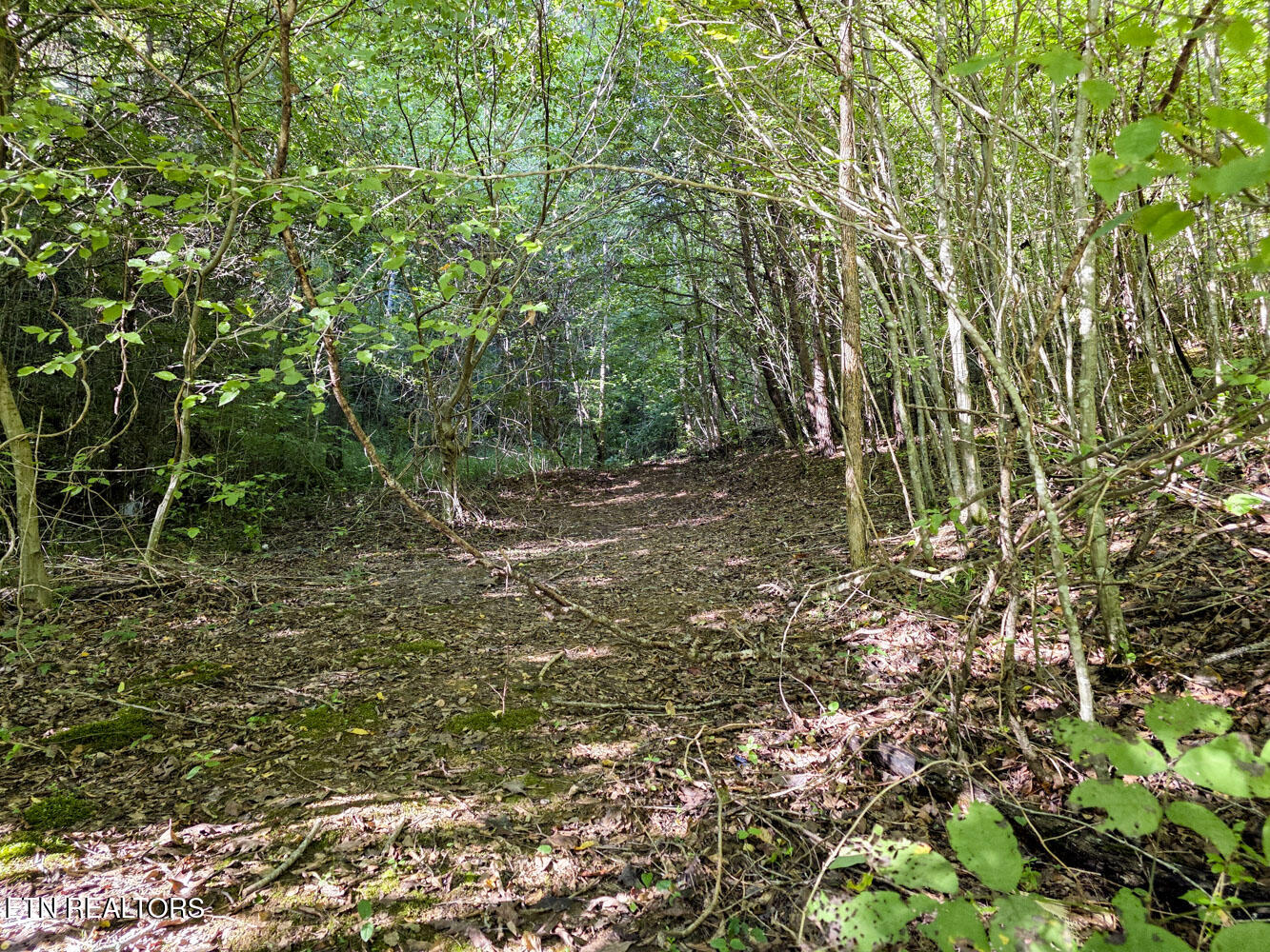 2534 Muddy Hollow Road Dandridge, TN 37725 - Photo 18 of 39 e (2)