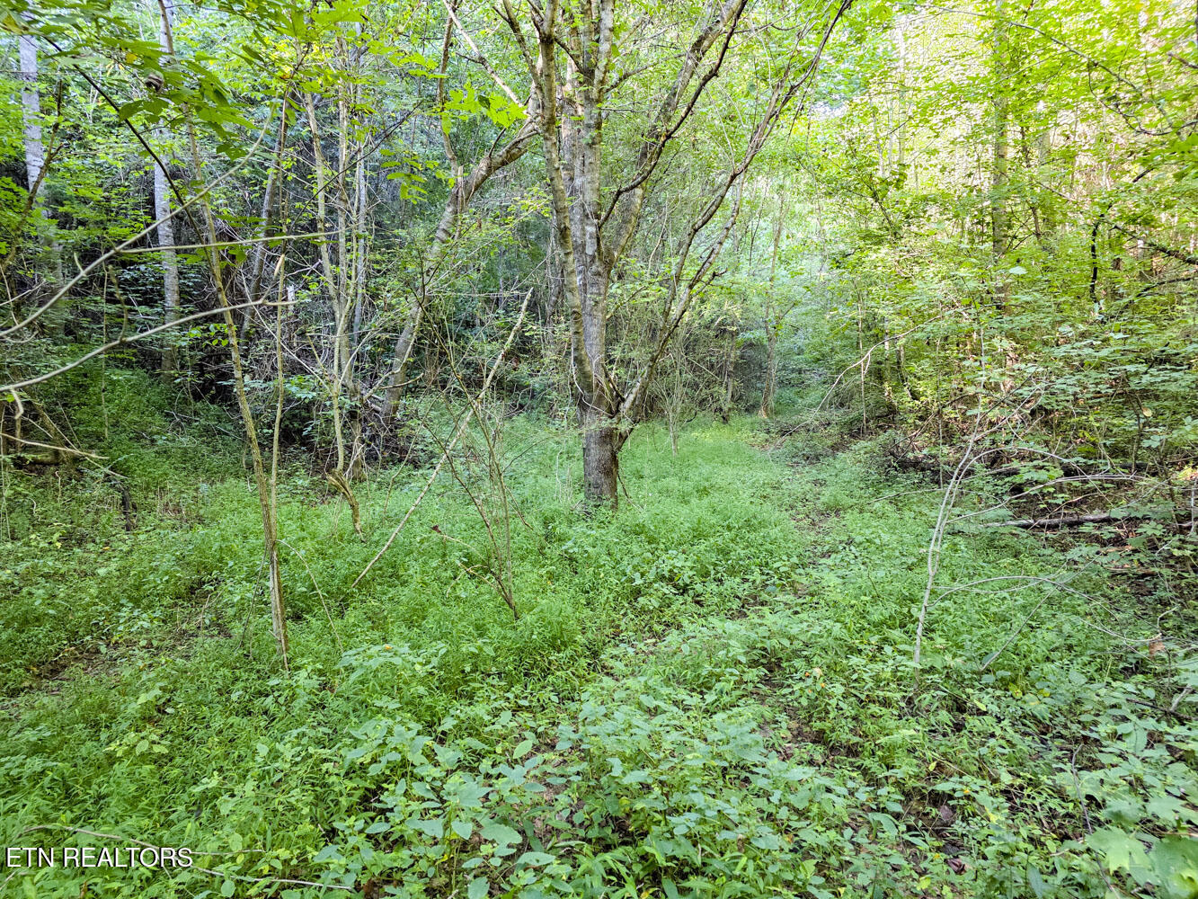 2534 Muddy Hollow Road Dandridge, TN 37725 - Photo 19 of 39 e (3)